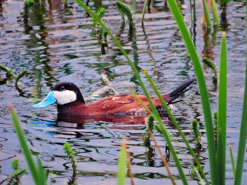 Ruddy Duck, South Twin Lake by Patrick Meyers/Great Sand Dunes National Park and Preserve is marked with Public Domain Mark 1.0.